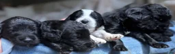 Goldendoodle dogs for sale: Sky Lily  - Ad 3