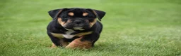 Beabull dogs for sale: Max - Ad 7
