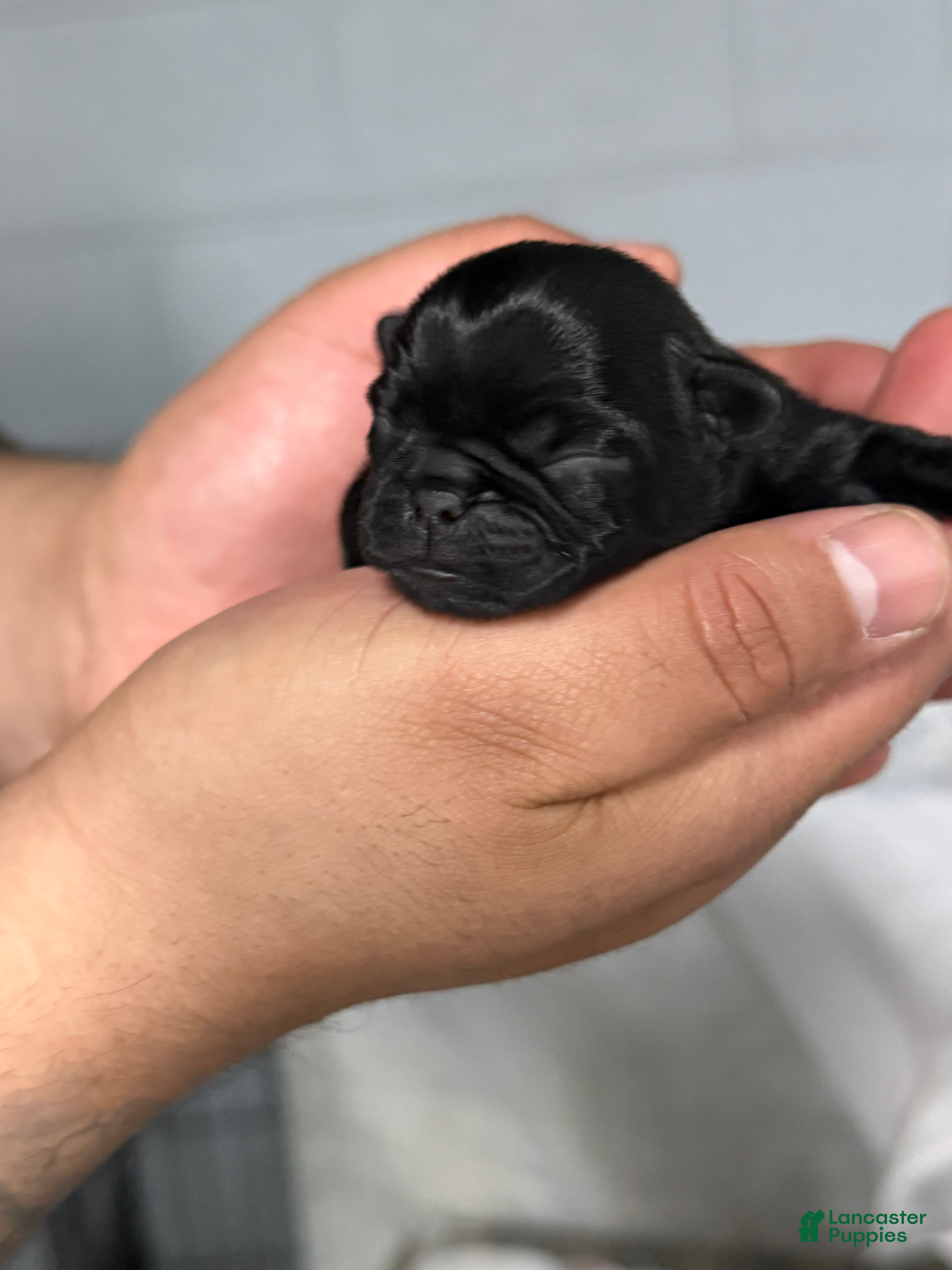 Pug dogs for sale: Pug Puppy 2 - Ad 3
