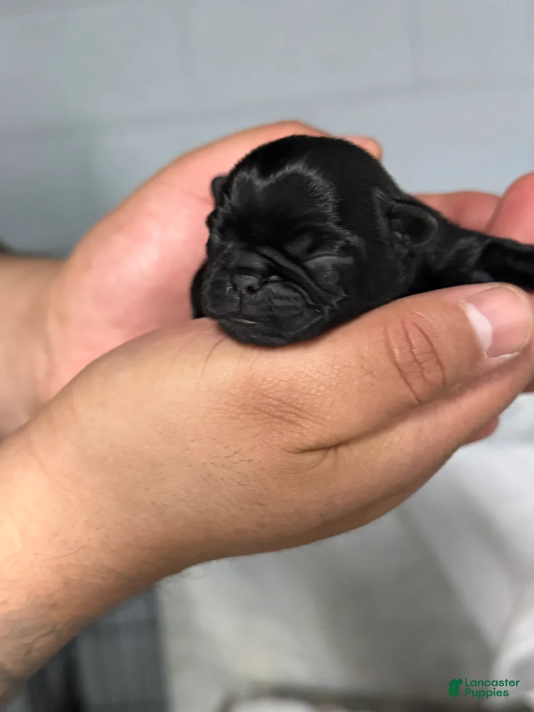 Pug dogs for sale: Pug Puppy  - Ad 2