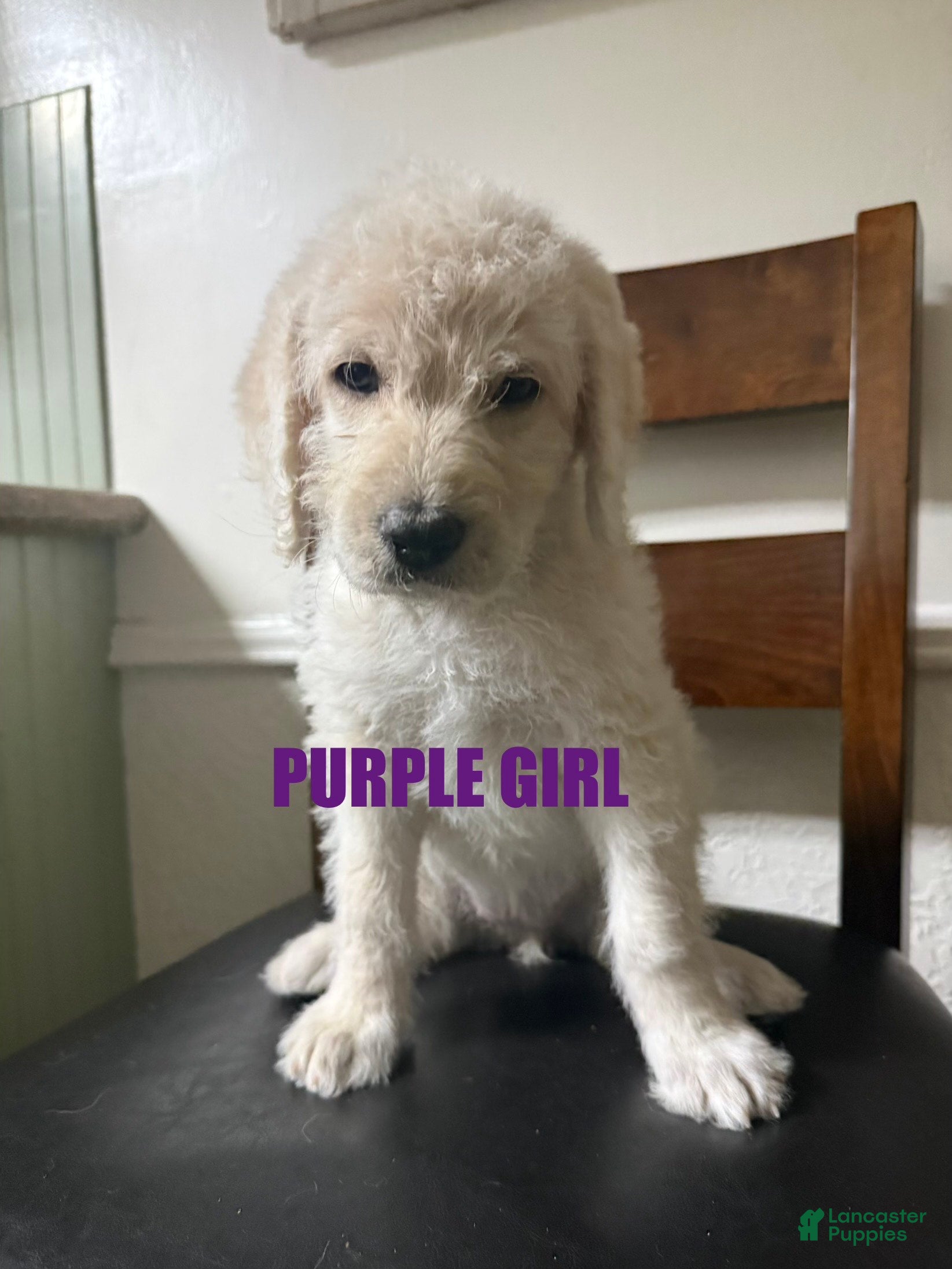 Labradoodle dogs Labradoodle Puppy 5 - Ad 3