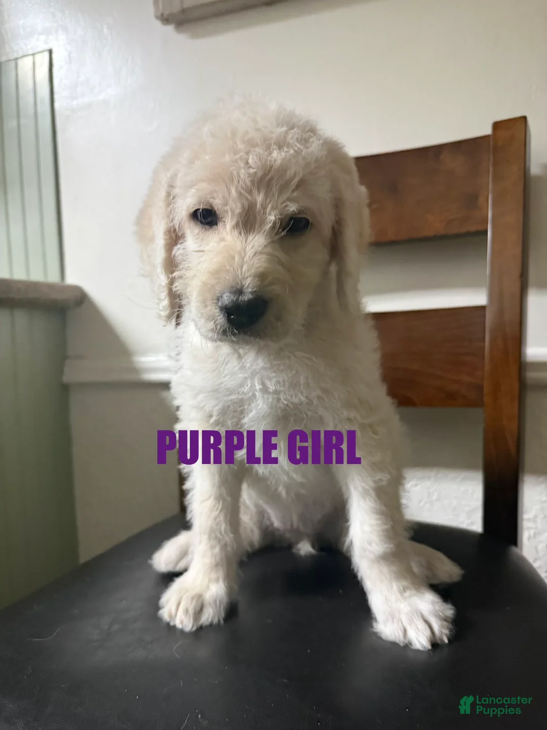 Labradoodle dogs for sale: Labradoodle Puppy 5 - Ad 1