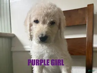 Labradoodle dogs Labradoodle Puppy 5 - Ad 3
