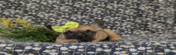 French Bulldog dogs for sale: Rhianna - Ad 5