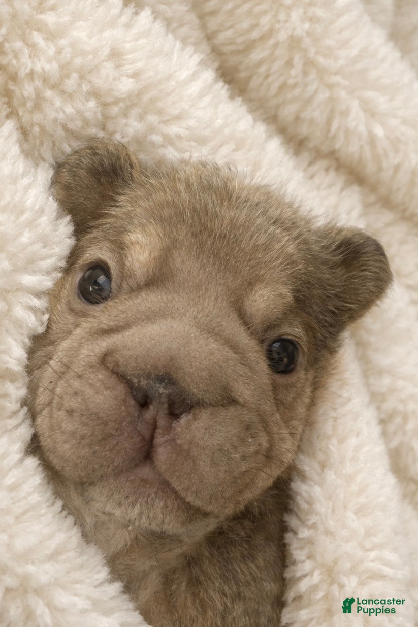 French Bulldog dogs for sale: Carlotta - Ad 1