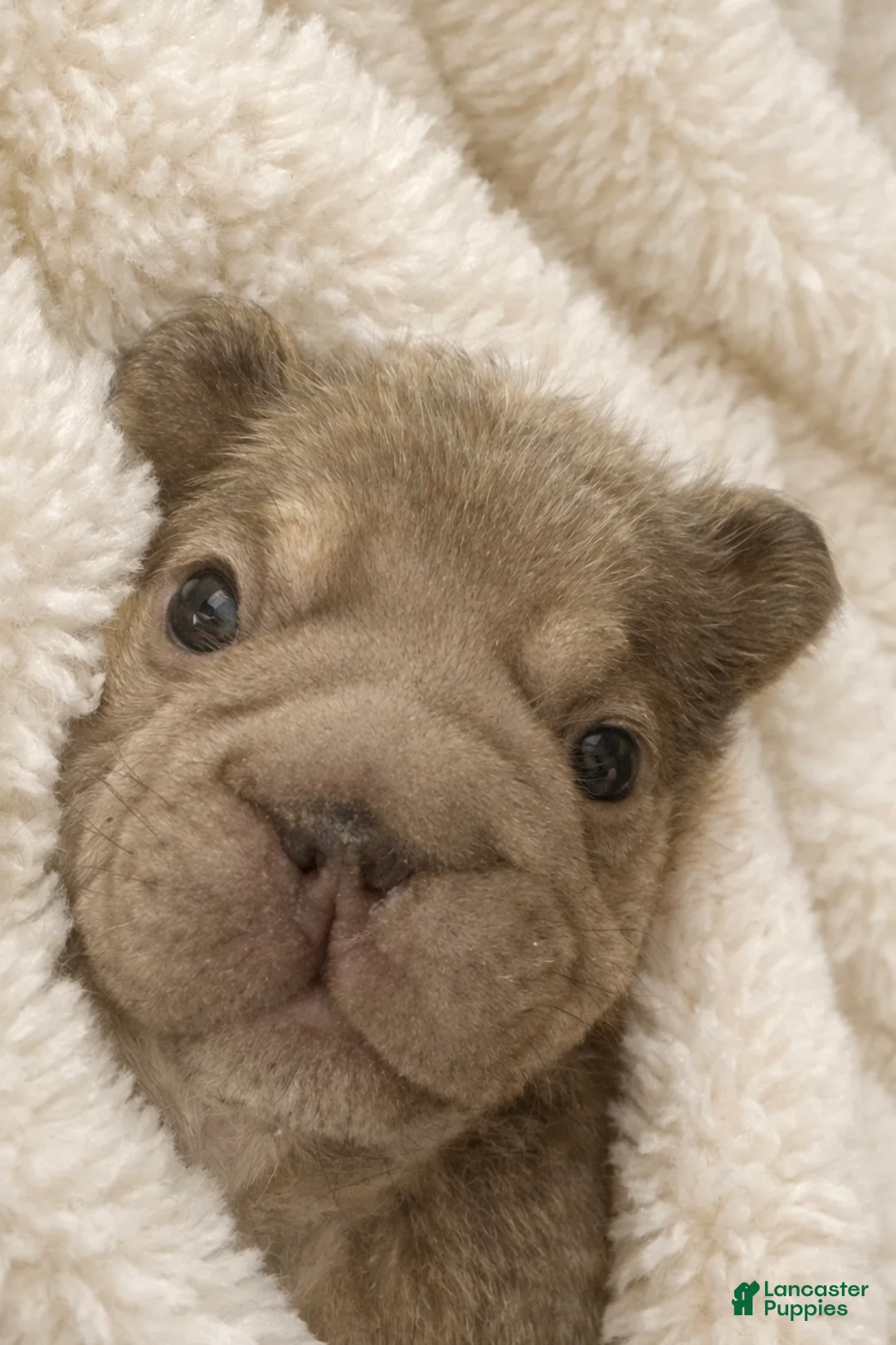 French Bulldog dogs for sale: Carlotta - Ad 1