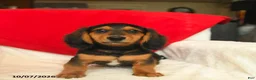 Dachshund dogs for sale: Maxwell - Ad 3