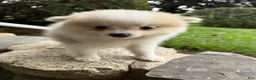 Pomeranian dogs for sale: Rachelle - Ad 9