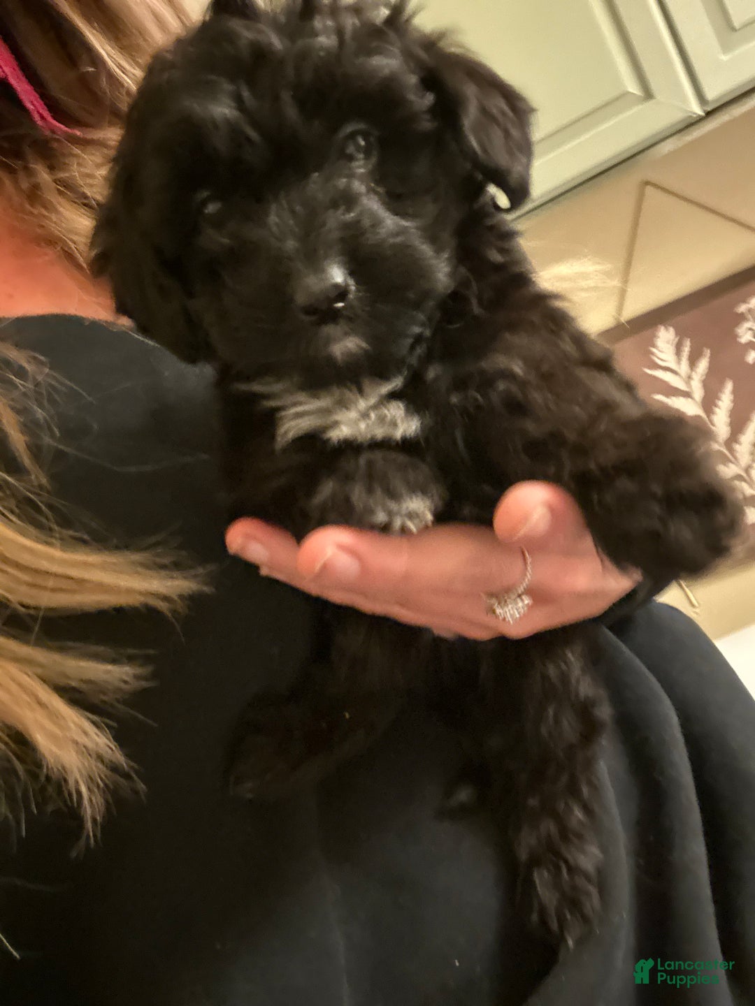 Mixed Breed dogs for sale: Puppy 2  toy aussiedoddle - Ad 11