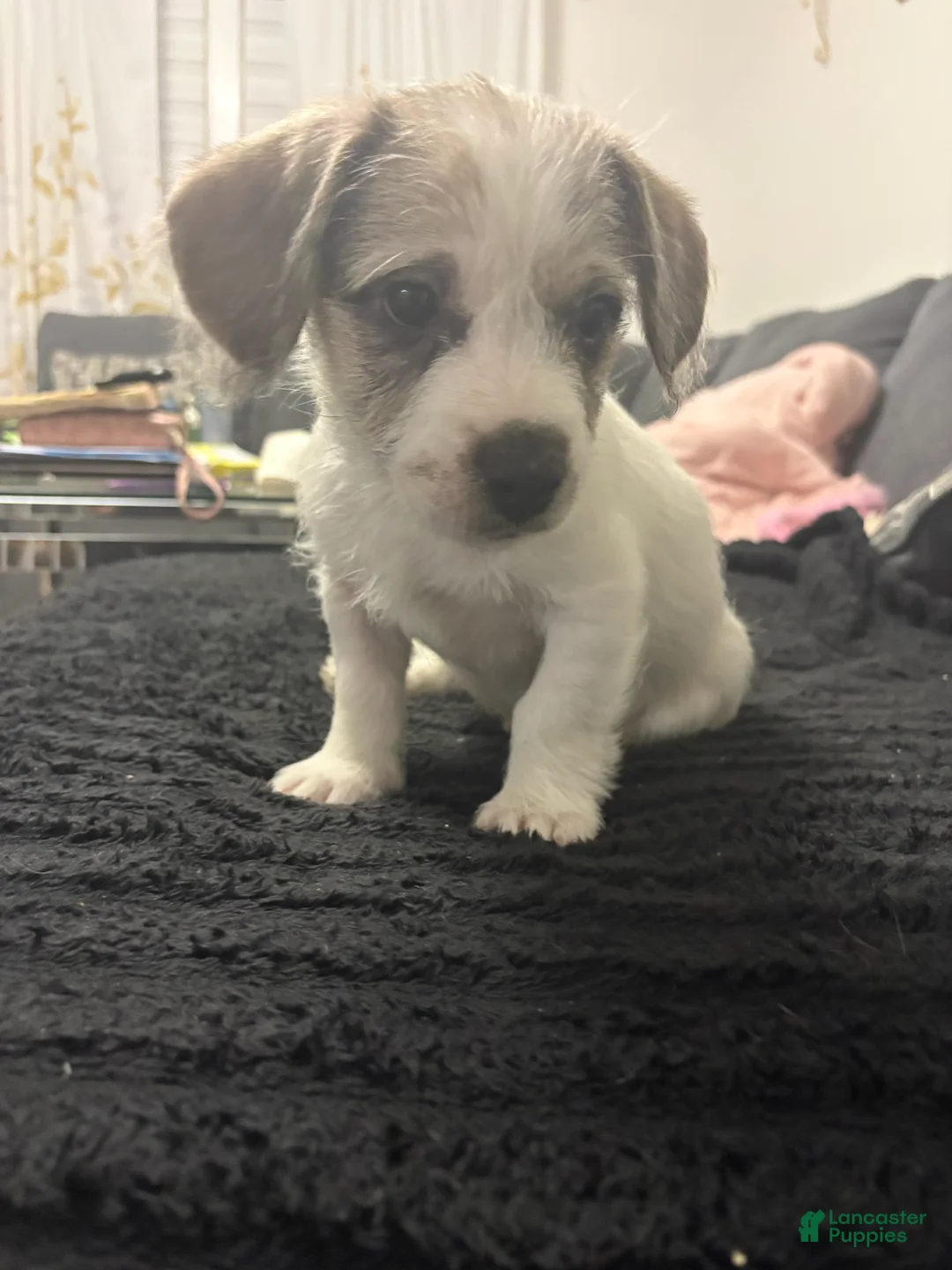 Mixed Breed dogs for sale: Lucas - Ad 2