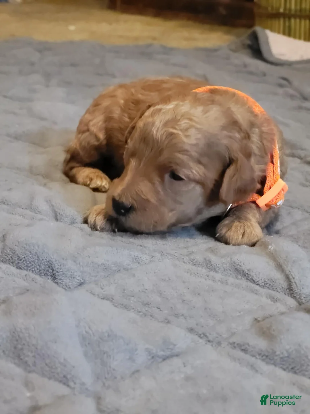 Mini Goldendoodle dogs for sale: lily - Ad 1