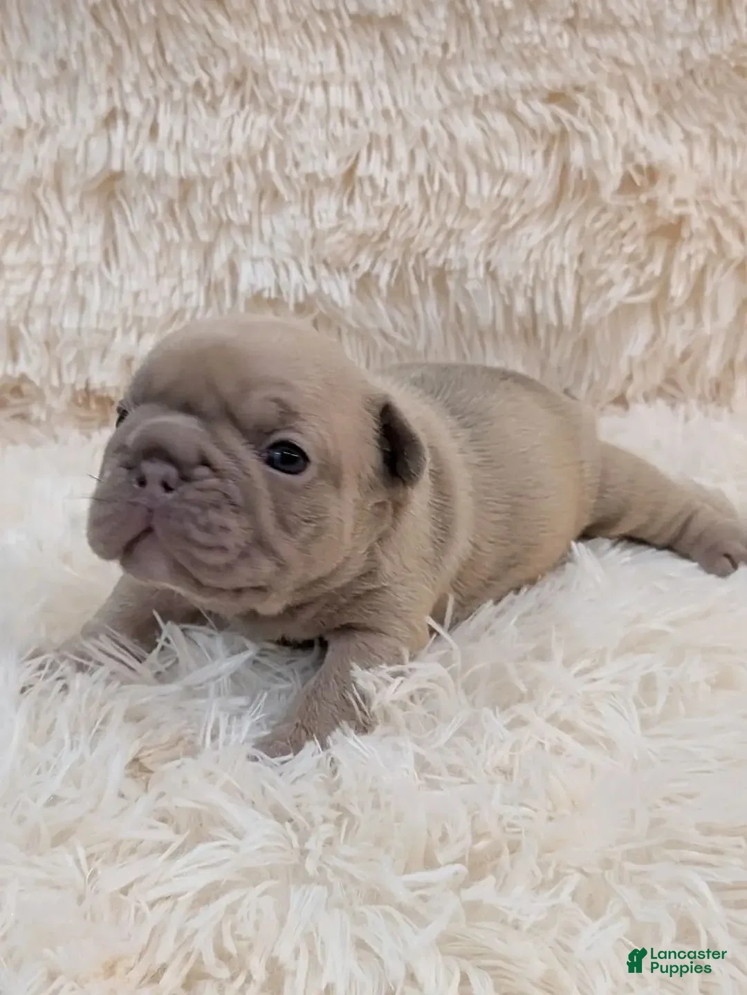 French Bulldog dogs for sale: French Bulldog 3 - Ad 2