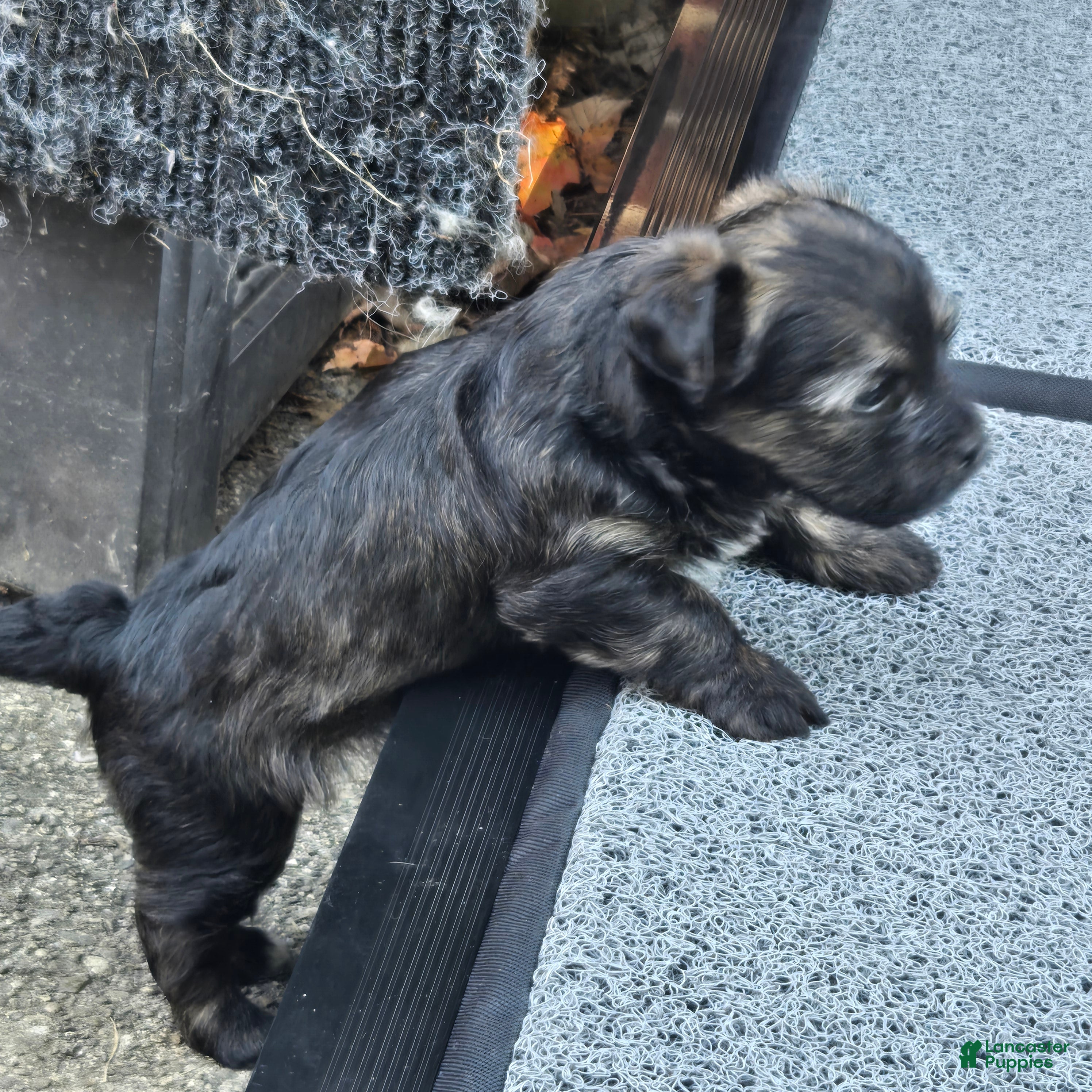 Morkie dogs for sale: Brindle - Ad 2