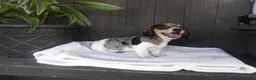 Miniature Dachshund dogs for sale: Duke - Ad 4