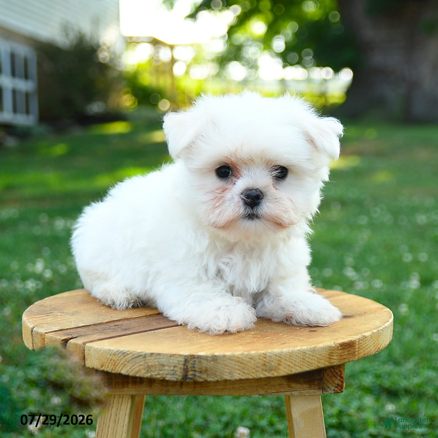 Maltese dogs Chester - Ad 2