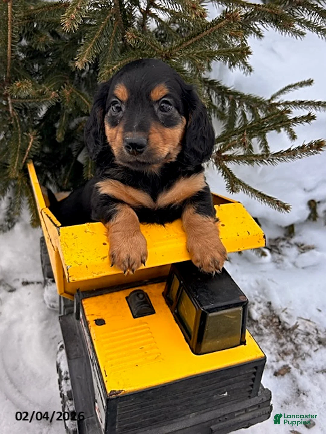 Miniature Dachshund dogs for sale: Mack  - Ad 2