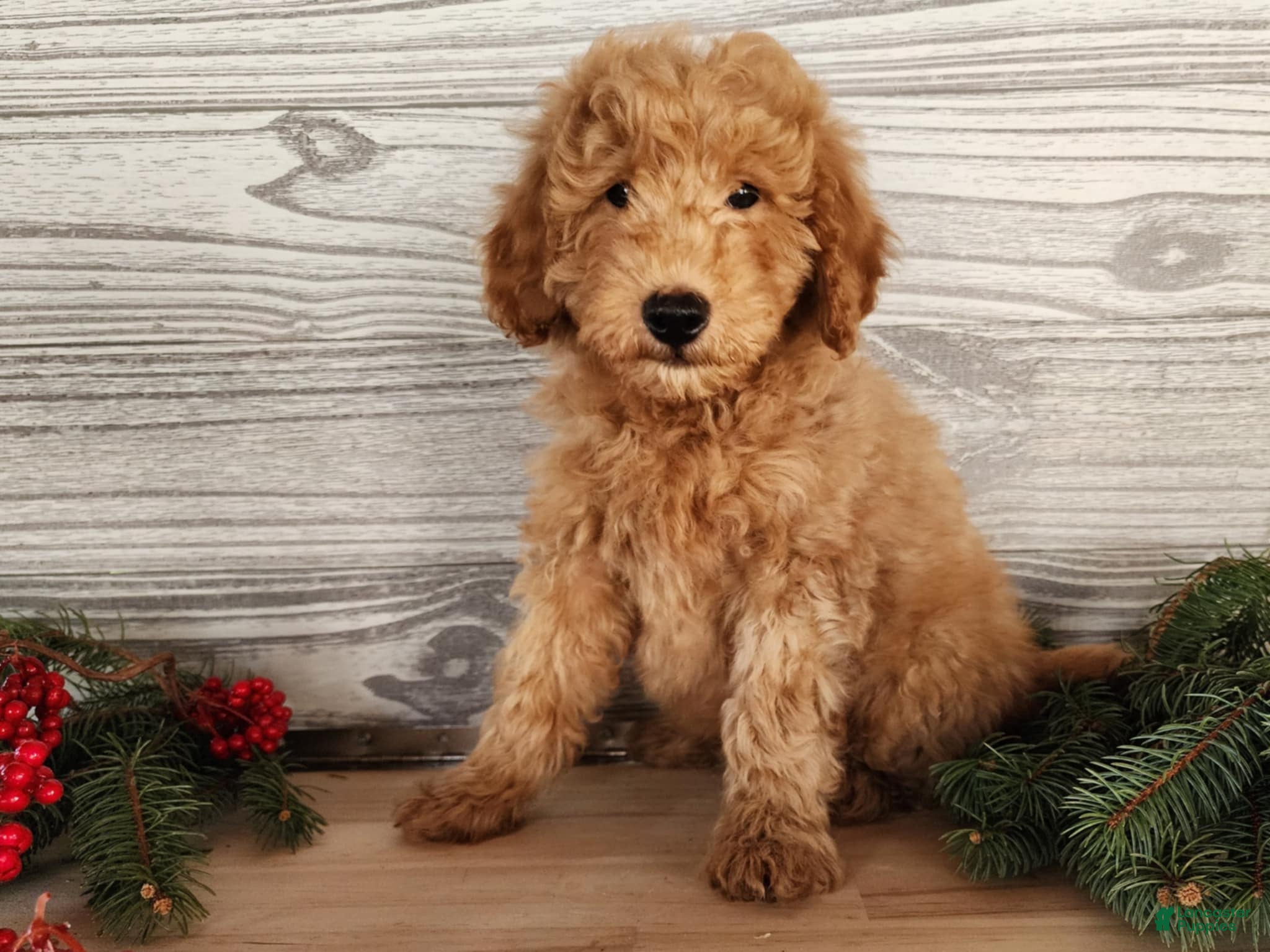 Mini Goldendoodle dogs Houston - Ad 25