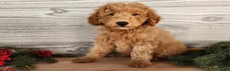 Mini Goldendoodle dogs for sale: Houston - Ad 1