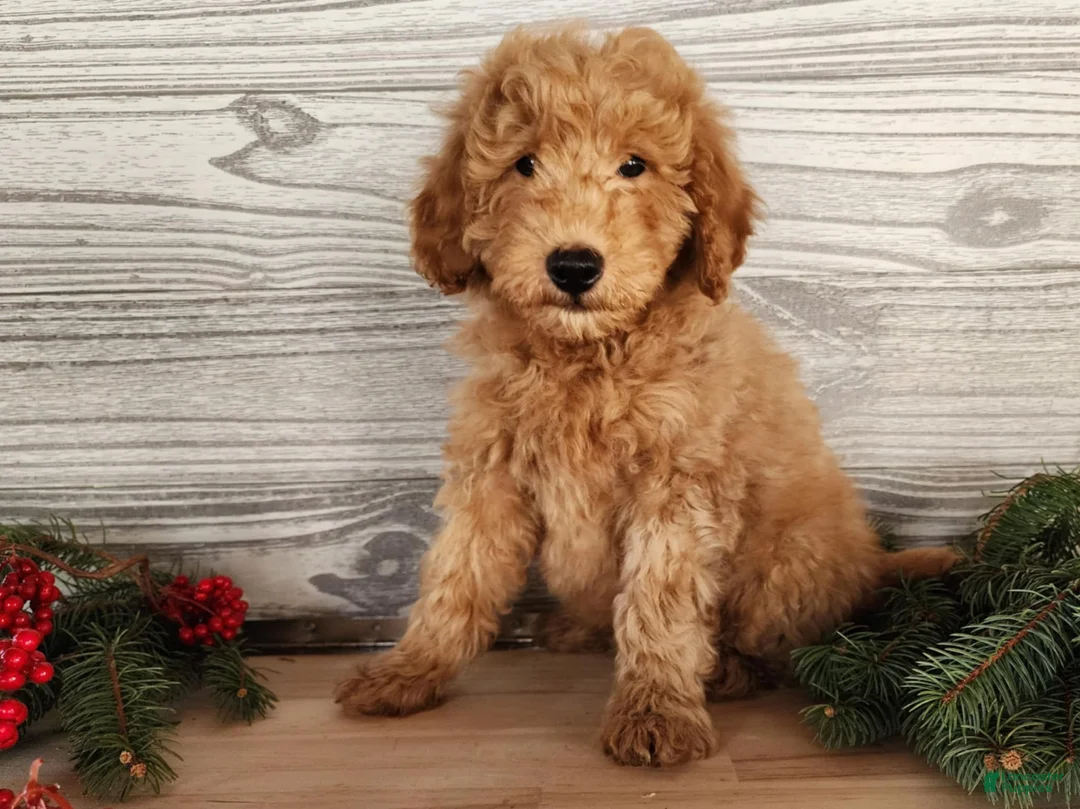 Mini Goldendoodle dogs for sale: Houston - Ad 1