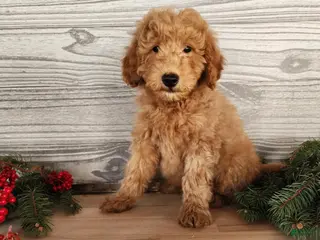 Mini Goldendoodle dogs Houston - Ad 25