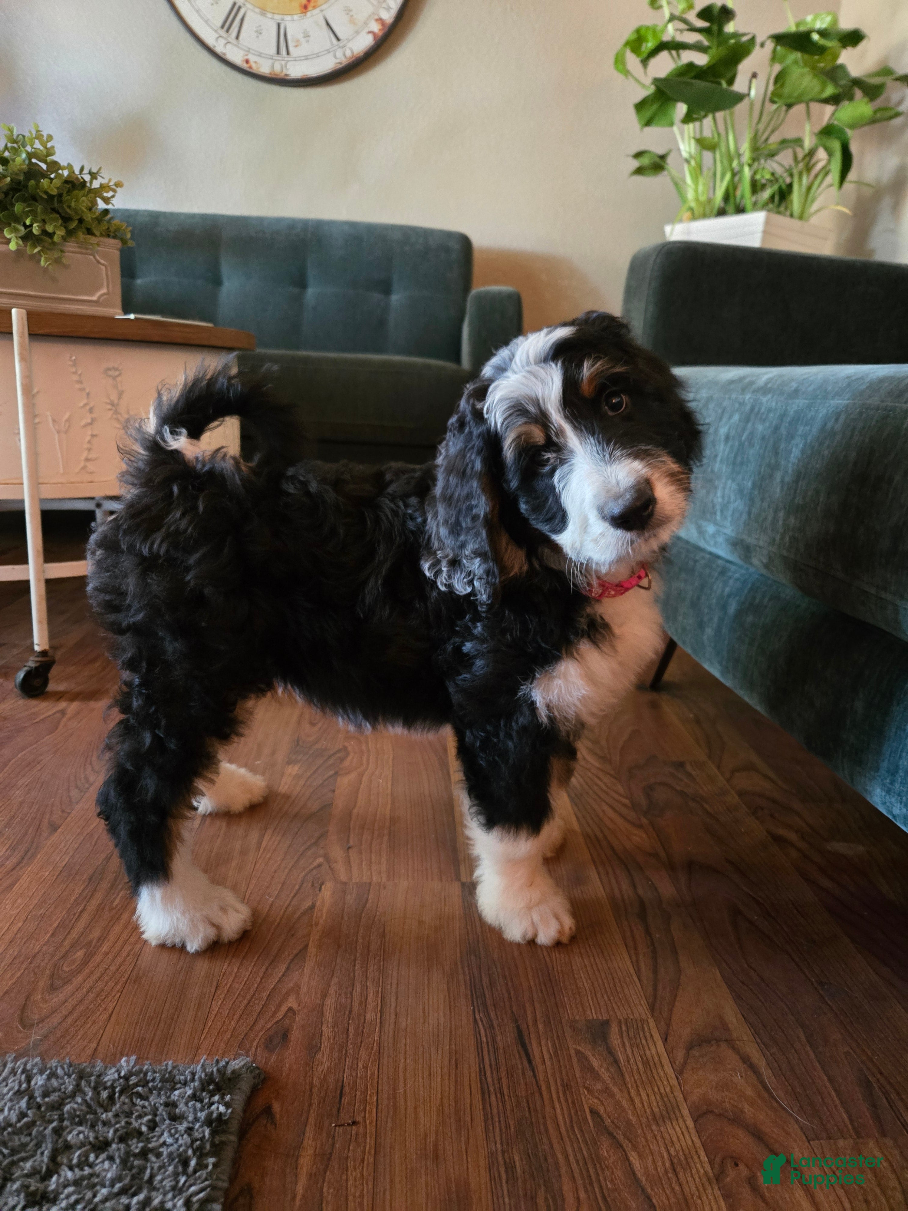 Bernedoodle dogs Bernedoodle 5 Pink collar  - Ad 9