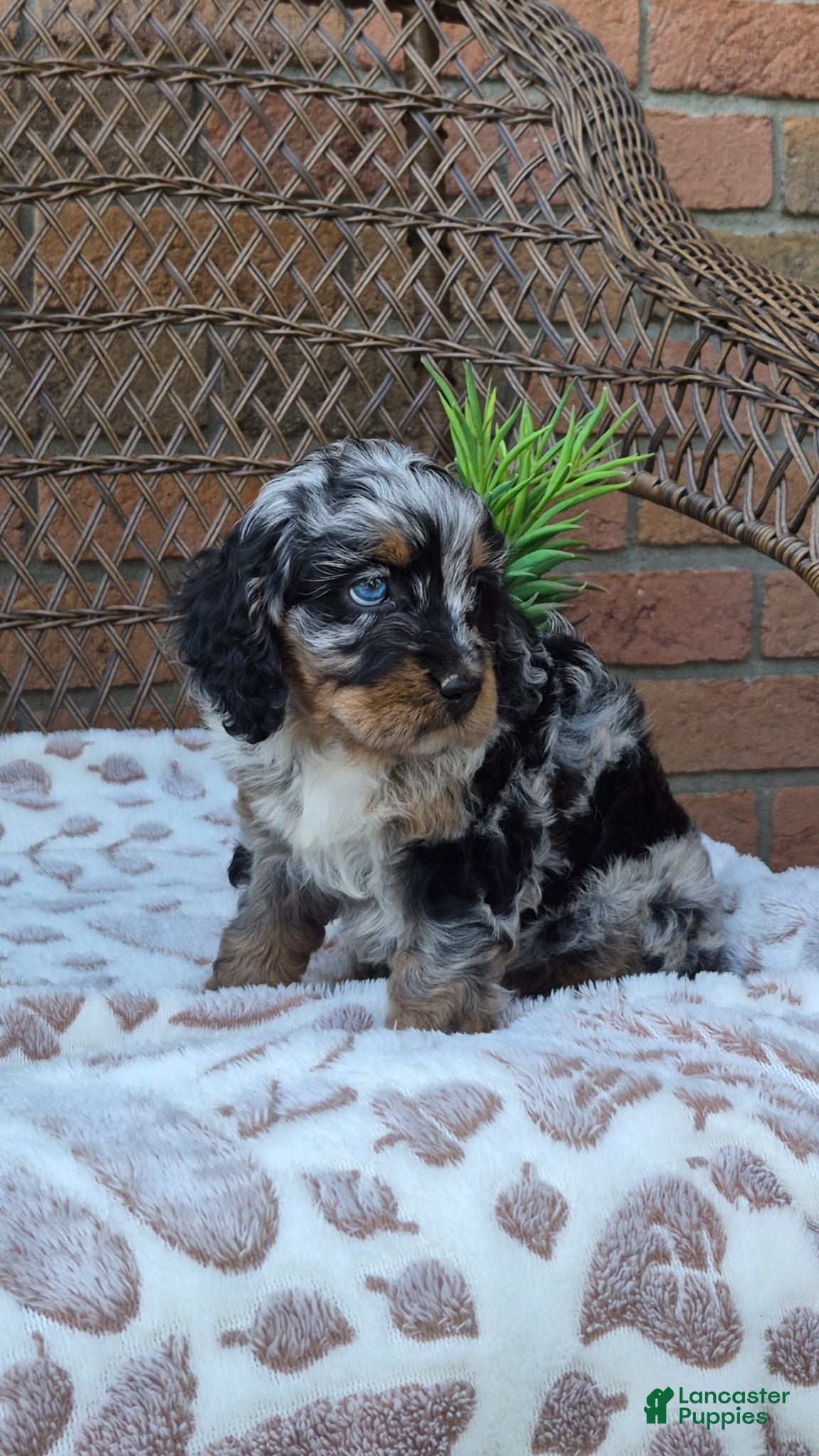 Cockapoo dogs Ruby - Ad 2