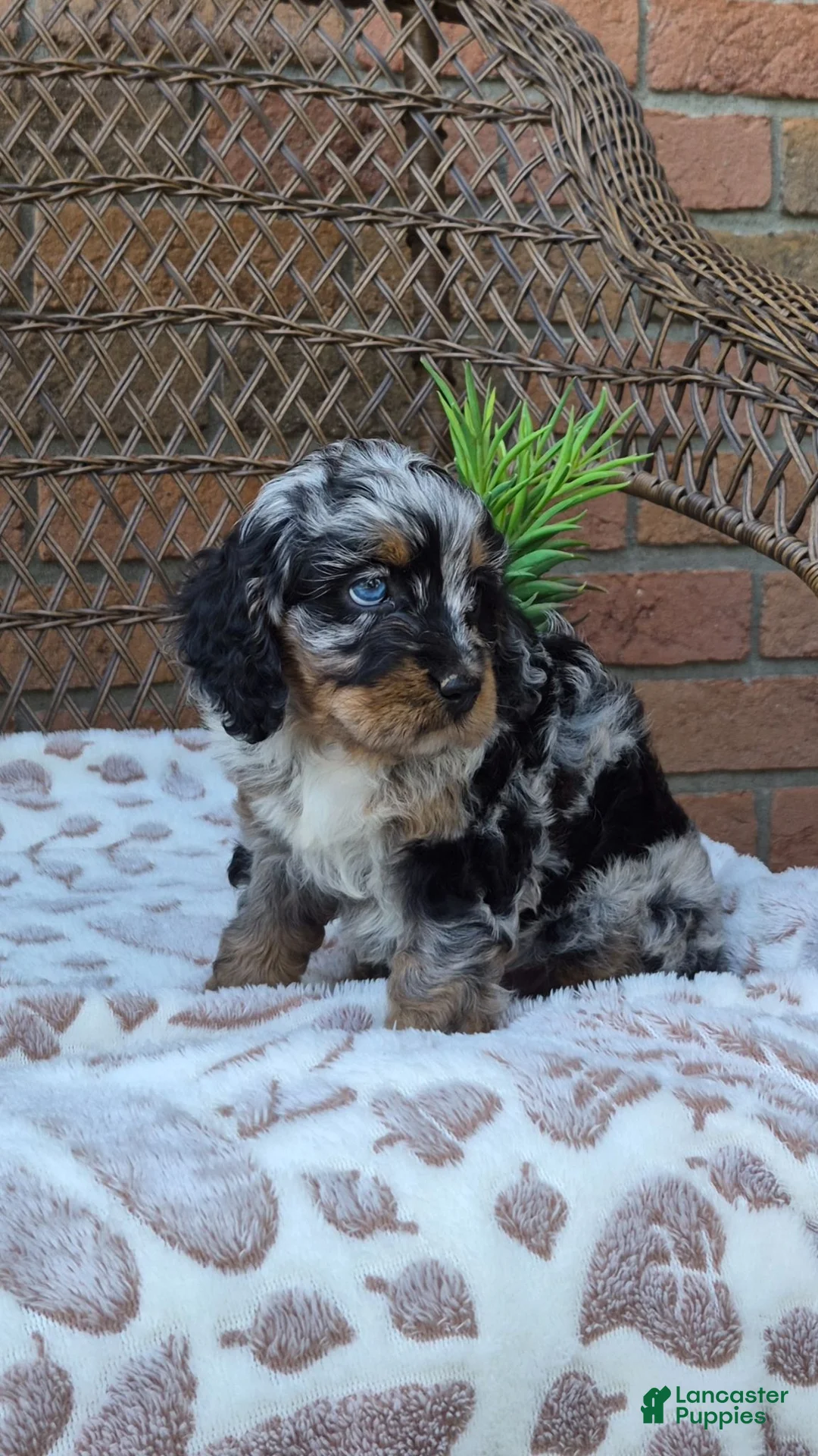 Cockapoo dogs for sale: Ruby - Ad 2