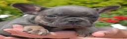 French Bulldog dogs for sale: Bruce  - Ad 9