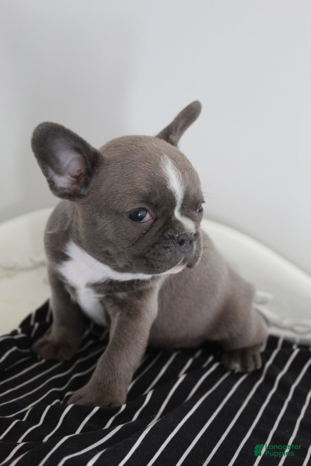 Frenchton dogs for sale: Bella  - Ad 13