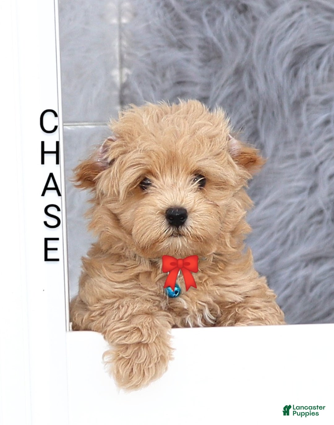 Havapoo dogs for sale: Chase 👨‍👨‍👦‍👦💞🐕 - Ad 1