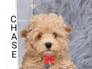 Havapoo dogs Chase 👨👨👦👦💞🐕 - Ad 42