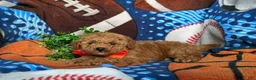 Toy Poodle dogs for sale: Northrop 9 lbs Full Grown - Ad 5