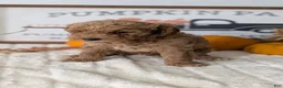 Mini Goldendoodle dogs for sale: Jax  - Ad 7