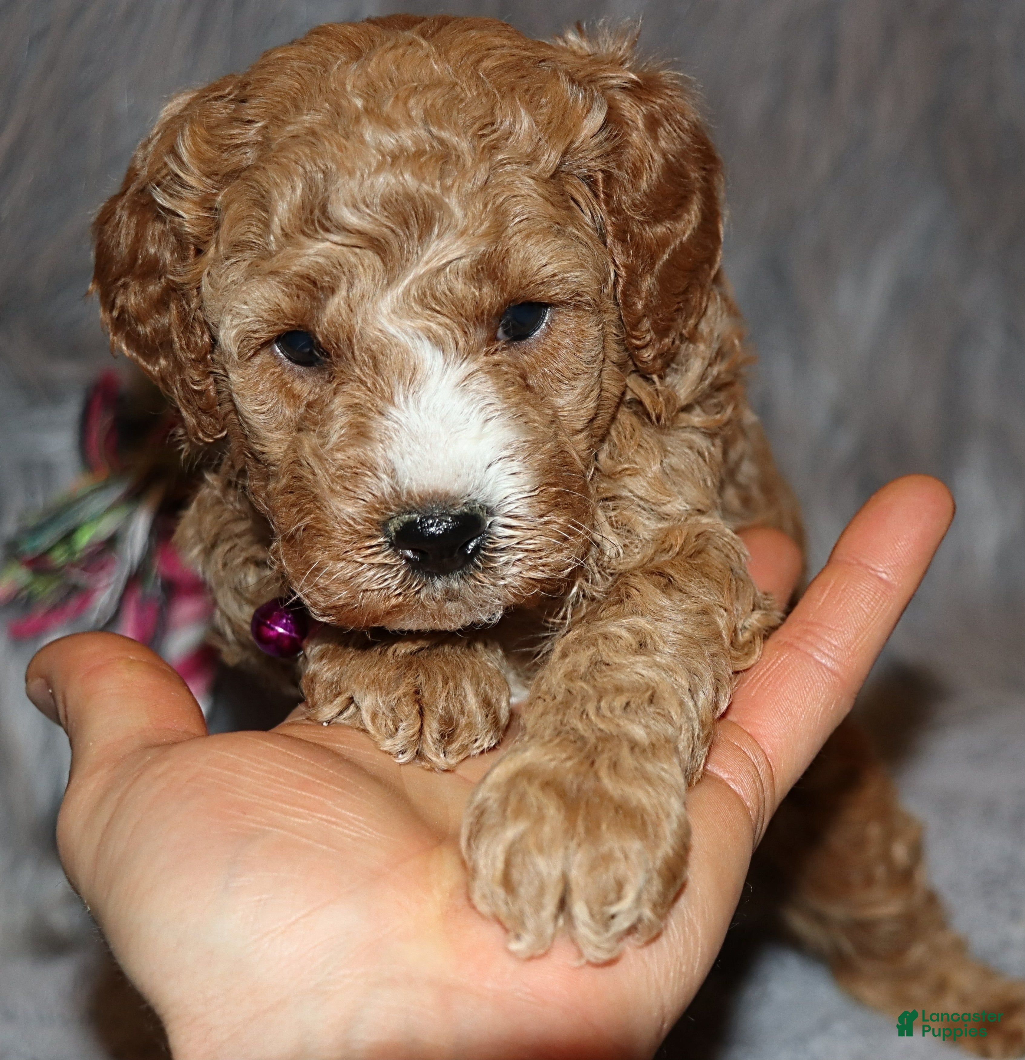 Mini Goldendoodle dogs Wendy 🌷👨‍👨‍👧‍👦💞🐕 - Ad 4