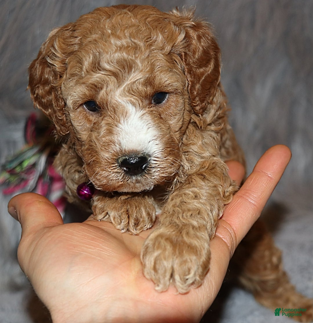 Mini Goldendoodle dogs for sale: Wendy 🌷👨‍👨‍👧‍👦💞🐕 - Ad 1