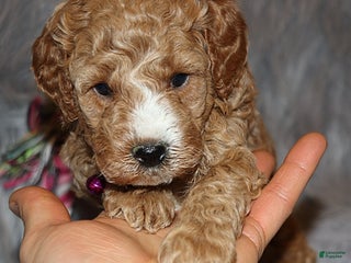 Mini Goldendoodle dogs Wendy 🌷👨👨👧👦💞🐕 - Ad 2
