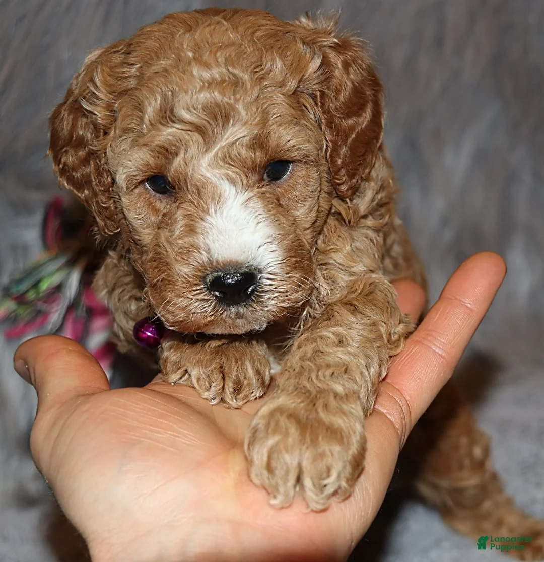 Mini Goldendoodle dogs for sale: Wendy 🌷 Genetic Clear Parents - Ad 3