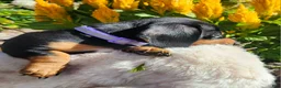 Miniature Dachshund dogs for sale: Zurie - Ad 12