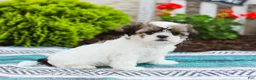 Shih Tzu dogs for sale: Blossom (Raised in Home, Crate Trained & Potty Training!) - Ad 4