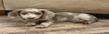 Miniature Dachshund Puppy 3