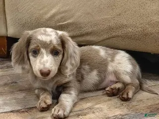 Miniature Dachshund dogs Miniature Dachshund Puppy 3 - Ad 17