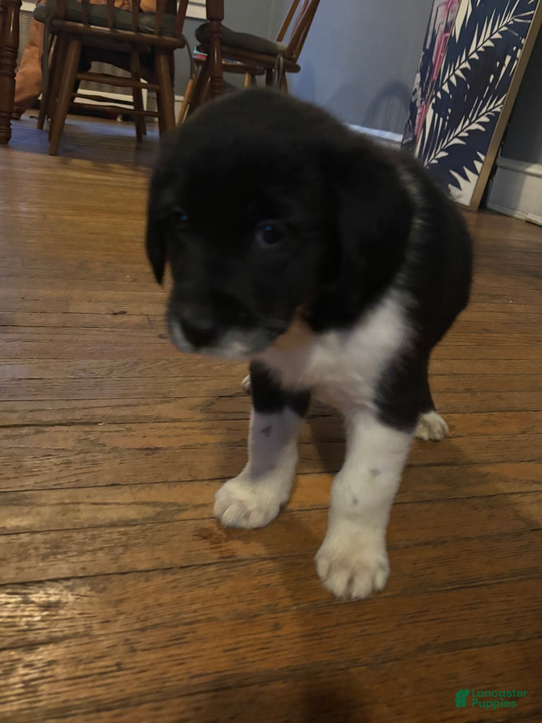 Mixed Breed dogs for sale: Mixed Breed Puppy 3 - Ad 1