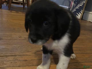 Mixed Breed dogs Mixed Breed Puppy 3 - Ad 23