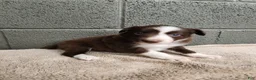 Border Collie dogs for sale: Cocoa - Pure Breed Border Collie - Ad 3
