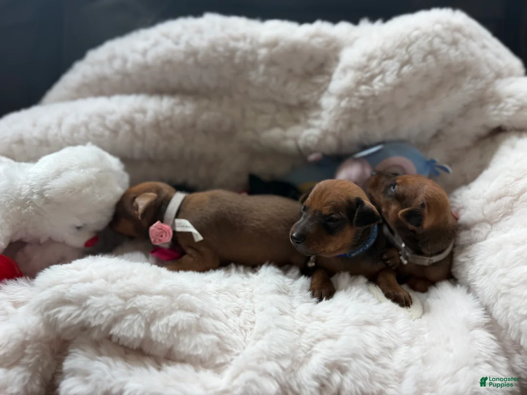Miniature Pinscher dogs for sale: Miniature Pinscher 3 - Ad 1