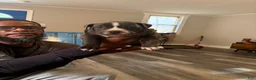 American Bully dogs for sale: American Bully Puppy 5 - Ad 14