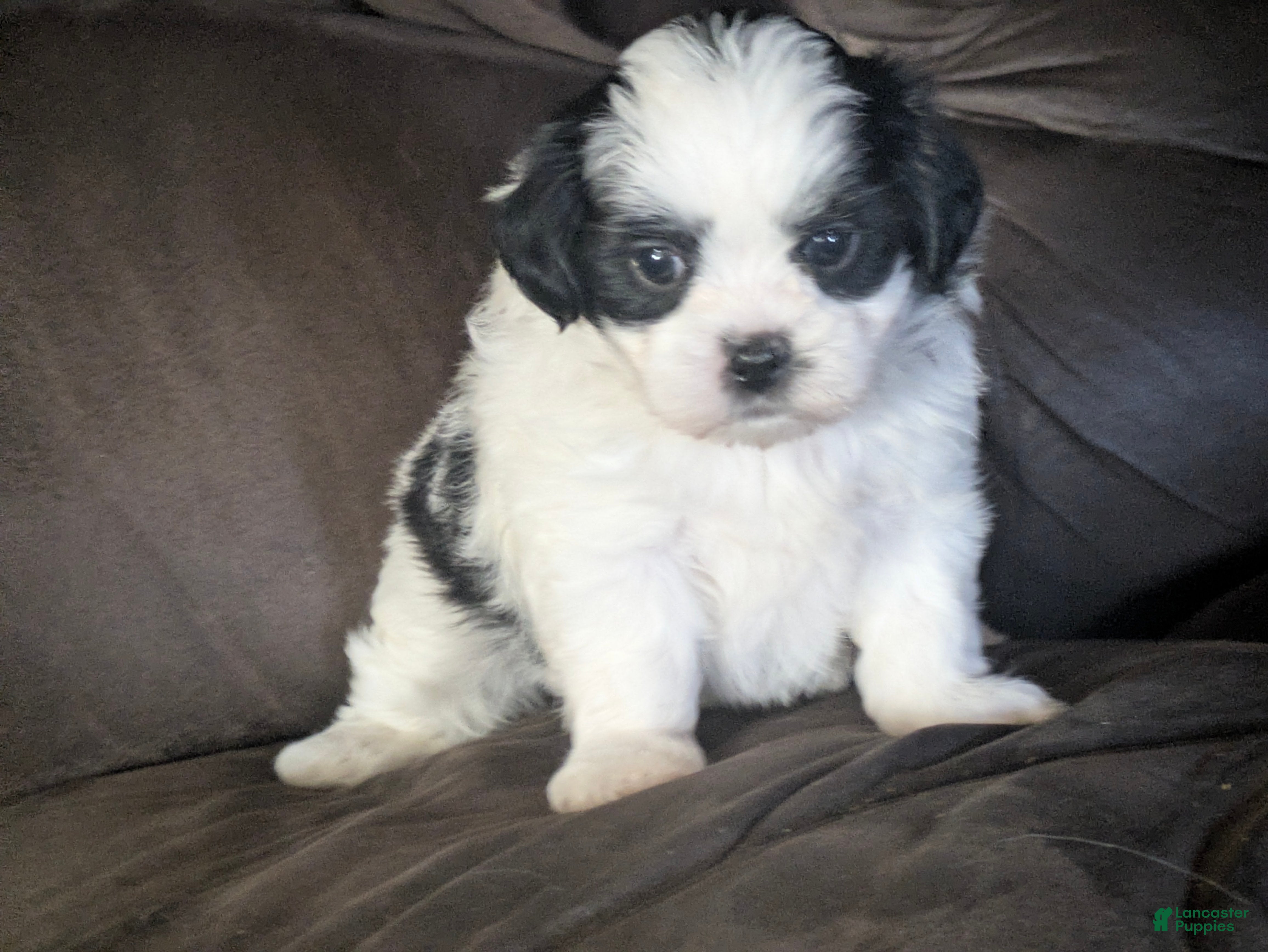 Malshi dogs Shadows  - Ad 2