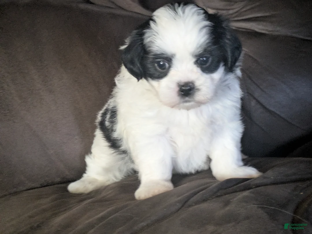 Malshi dogs for sale: Shadows  - Ad 2