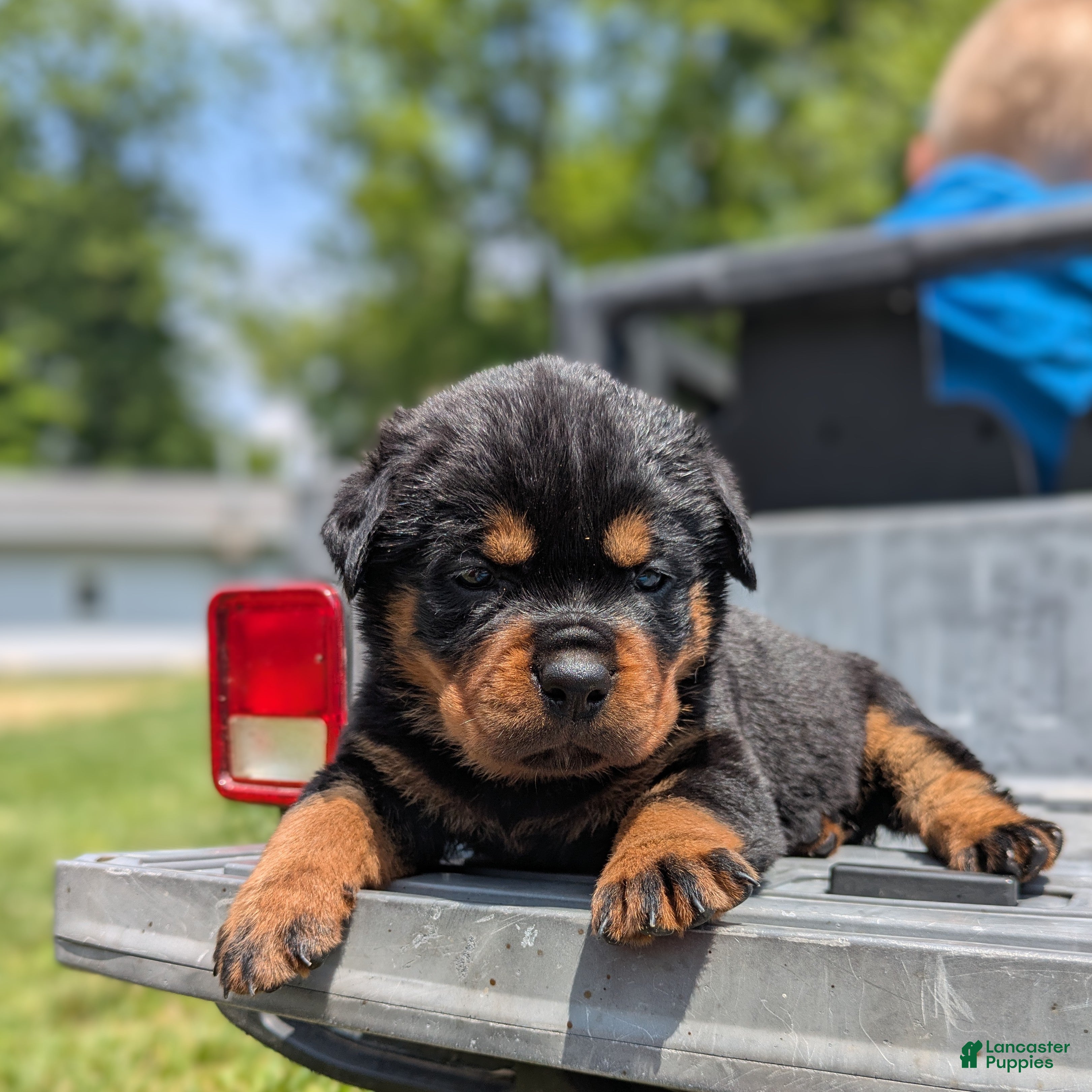 Rottweiler dogs Porsha - Ad 1