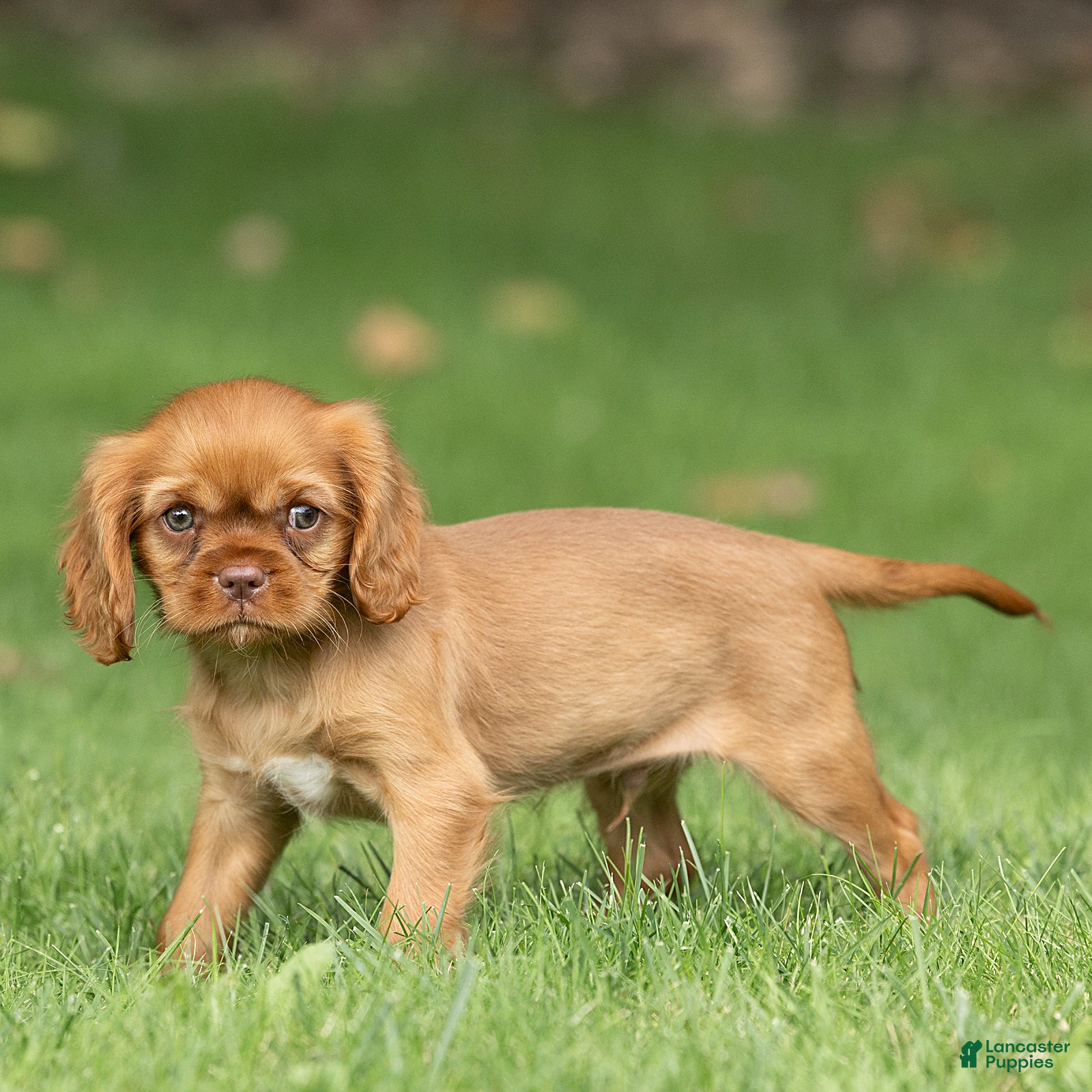 Cavalier King Charles Spaniel dogs Pepper Cavalier King Charles Spaniel  - Ad 2